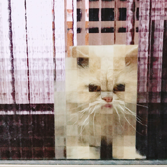 8-bit low resolution pixelated cat.