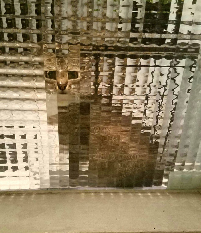 8-bit low resolution pixelated cat.