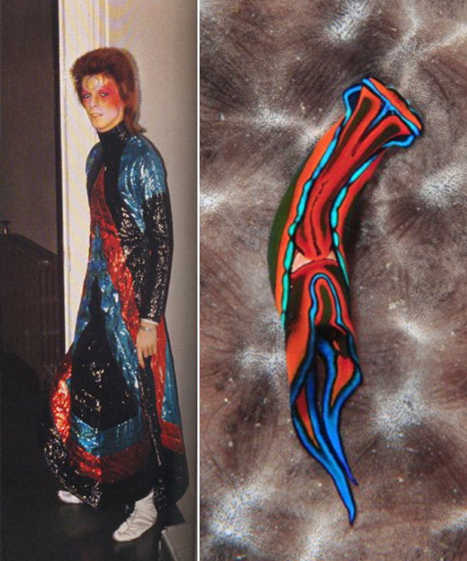 Proof that David Bowie looks like a sea slug.