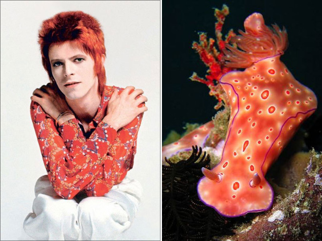 Proof that David Bowie looks like a sea slug.