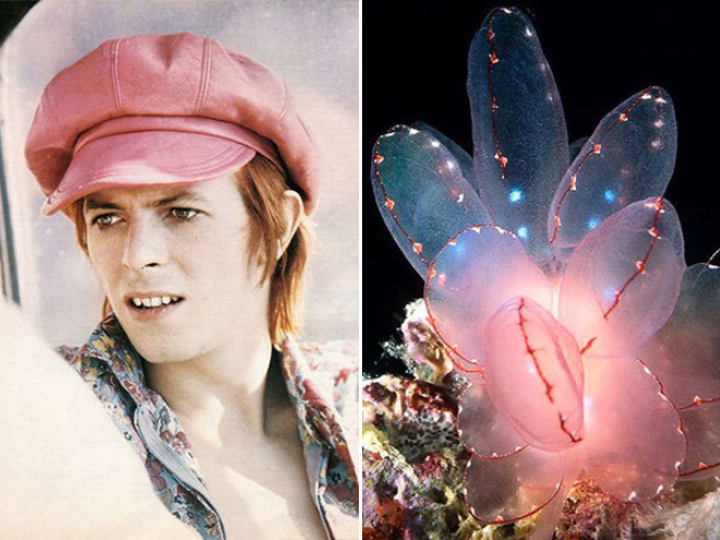 Proof that David Bowie looks like a sea slug.