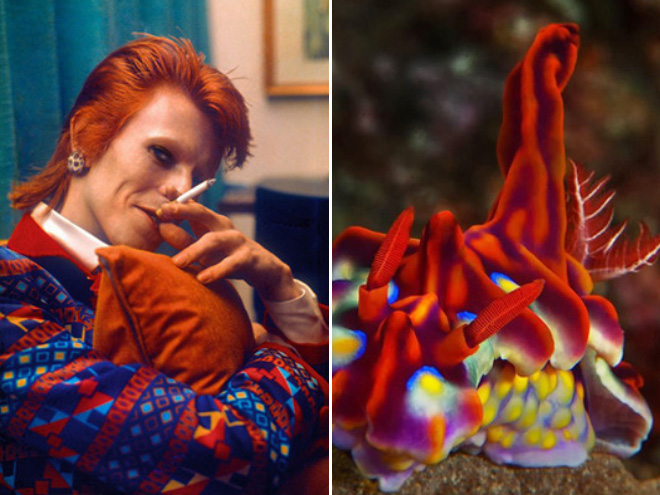 Proof that David Bowie looks like a sea slug.