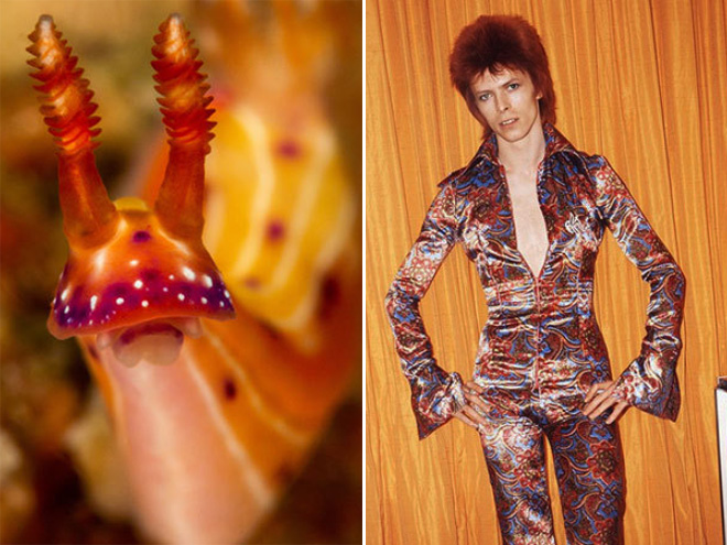 Proof that David Bowie looks like a sea slug.