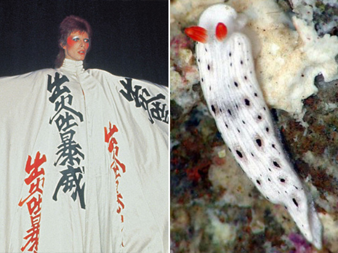 Proof that David Bowie looks like a sea slug.