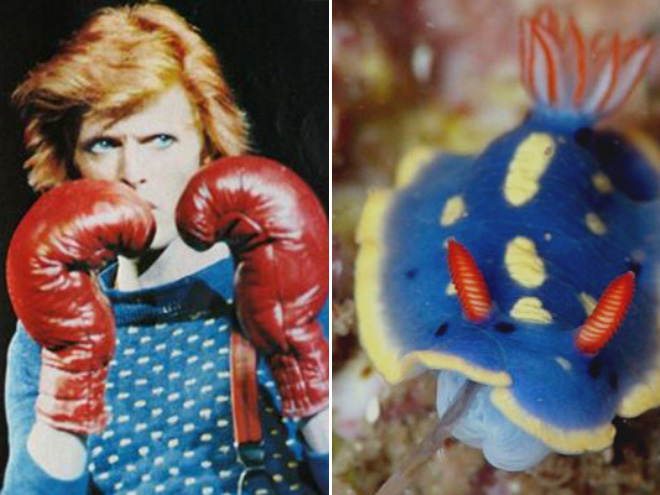 Proof that David Bowie looks like a sea slug.