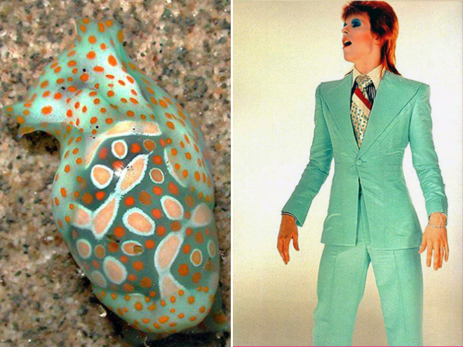 Proof that David Bowie looks like a sea slug.