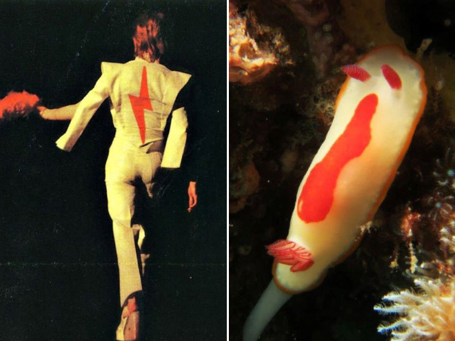 Proof that David Bowie looks like a sea slug.