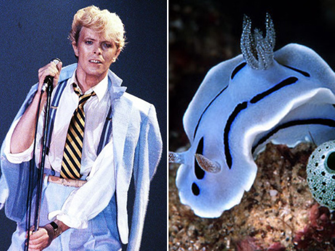 Proof that David Bowie looks like a sea slug.