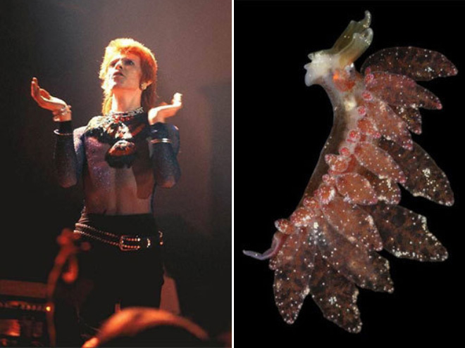 Proof that David Bowie looks like a sea slug.