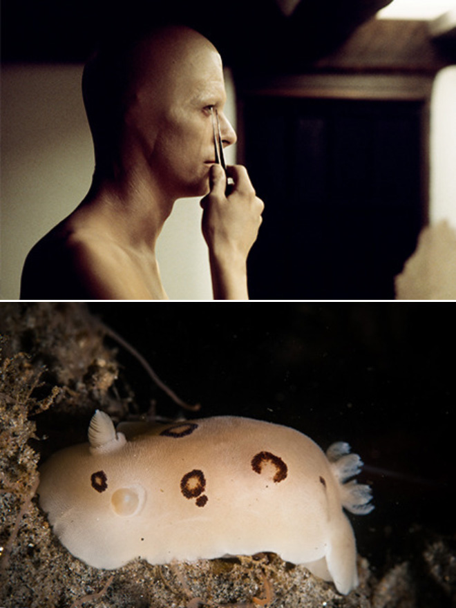 Proof that David Bowie looks like a sea slug.