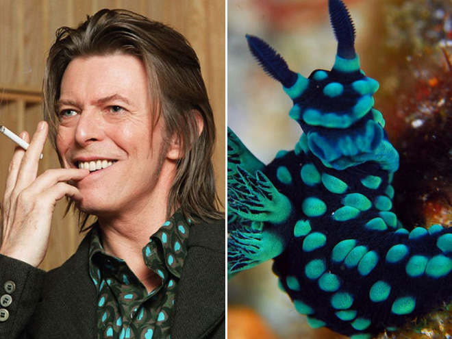 Proof that David Bowie looks like a sea slug.