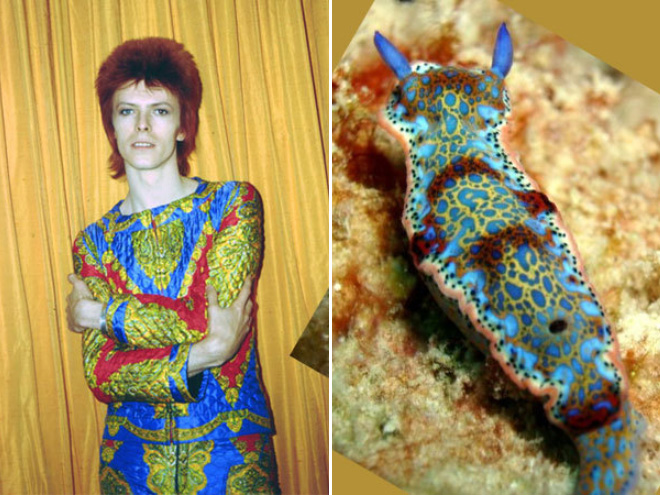 Proof that David Bowie looks like a sea slug.