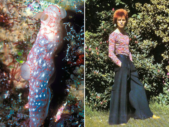 Proof that David Bowie looks like a sea slug.