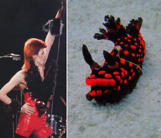 Proof that David Bowie looks like a sea slug.