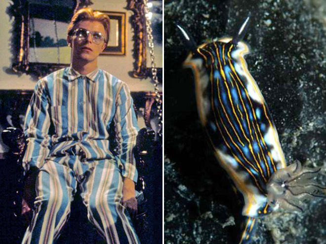 Proof that David Bowie looks like a sea slug.