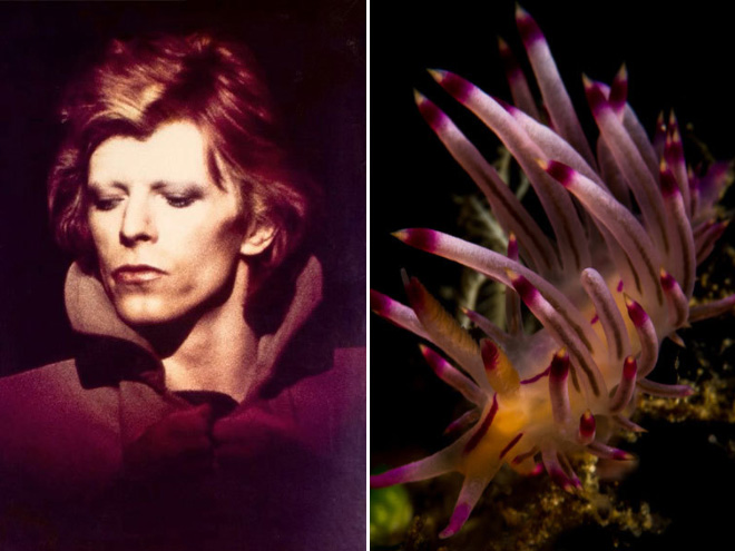 Proof that David Bowie looks like a sea slug.