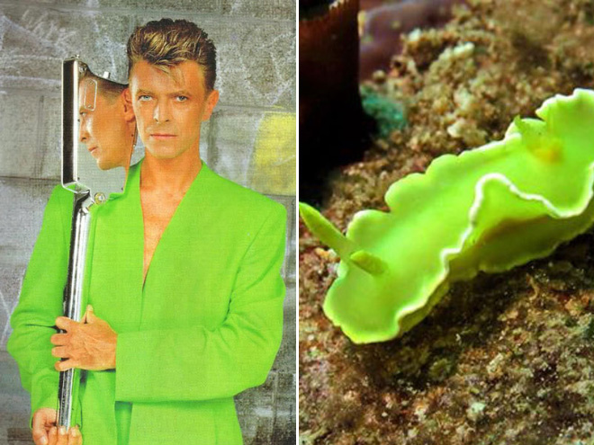 Proof that David Bowie looks like a sea slug.