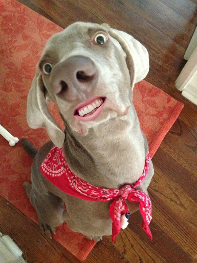 Animals With Human Mouths Animals With Human Mouths