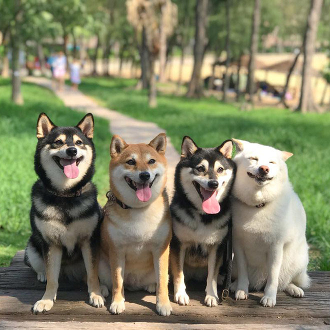 Funny photobombing dog.