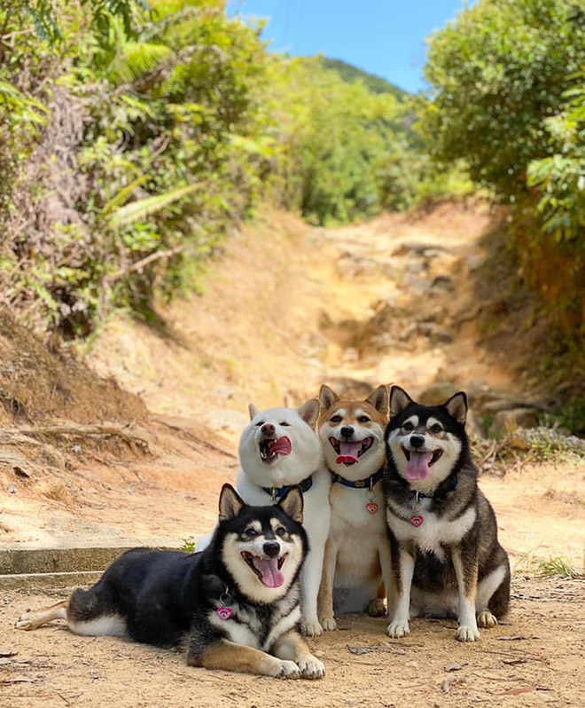 Funny photobombing dog.