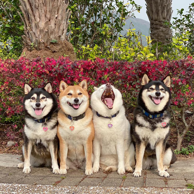 Funny photobombing dog.