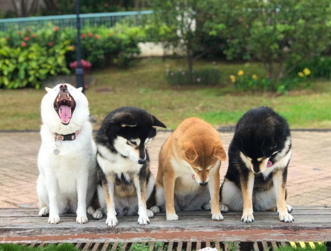 Funny photobombing dog.