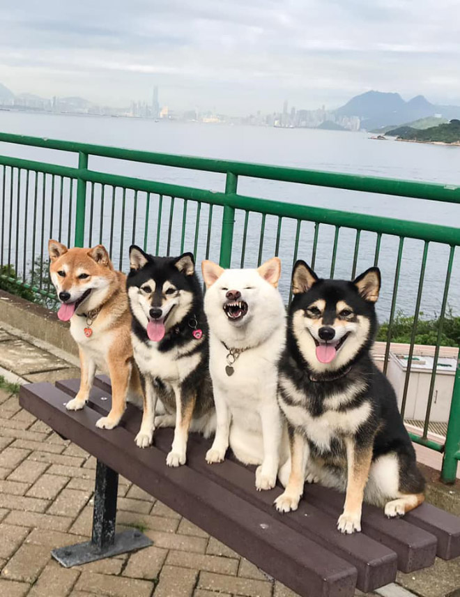Funny photobombing dog.