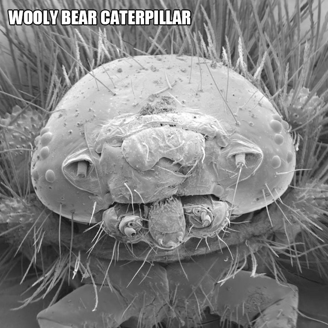 We are used to seeing big animals and things around us, but there's also a microscopic world around us...