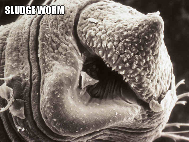 We are used to seeing big animals and things around us, but there's also a microscopic world around us...