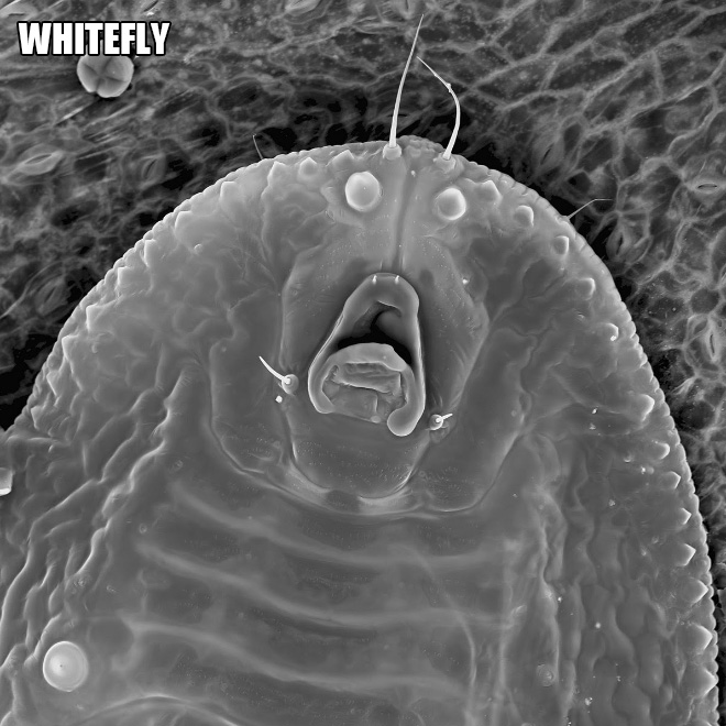 We are used to seeing big animals and things around us, but there's also a microscopic world around us...