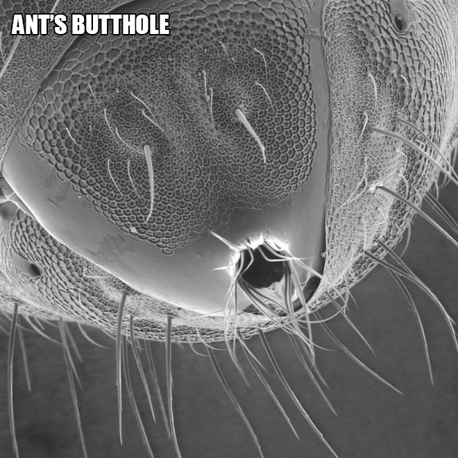 We are used to seeing big animals and things around us, but there's also a microscopic world around us...