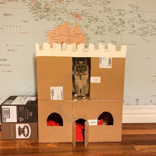 Cardboard cat castle.