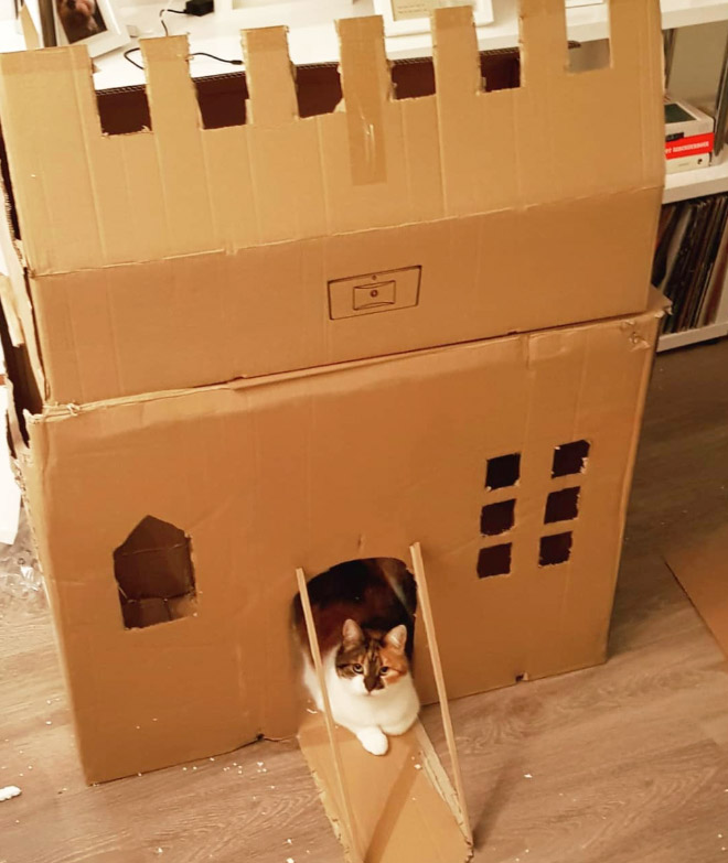 Cardboard cat castle.