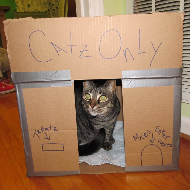 Cardboard cat castle.