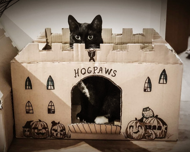 Cardboard cat castle.