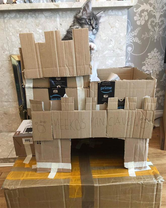 Cardboard cat castle.