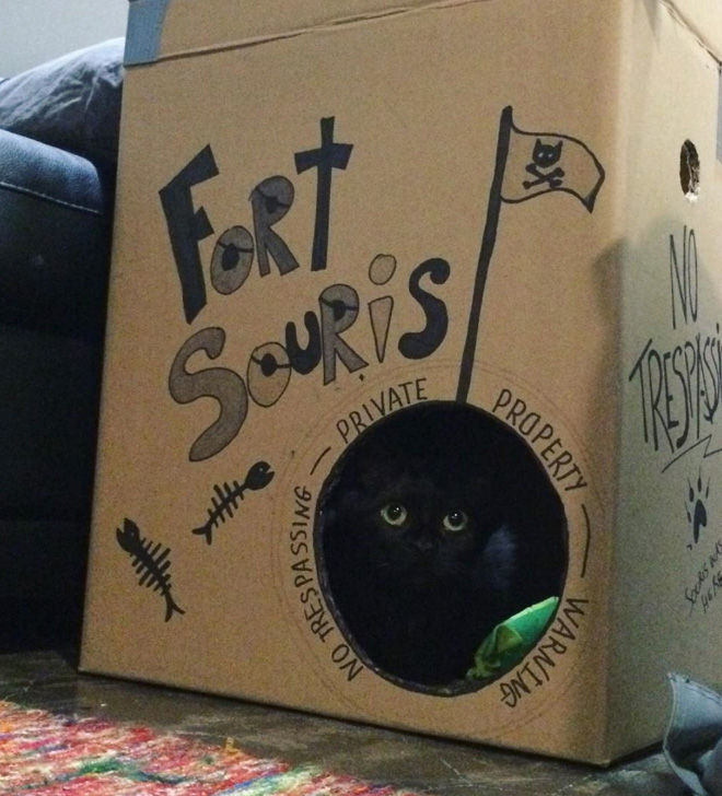 Cardboard cat castle.