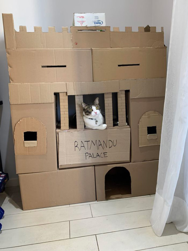 Cardboard cat castle.