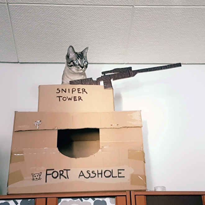 Cardboard cat castle.