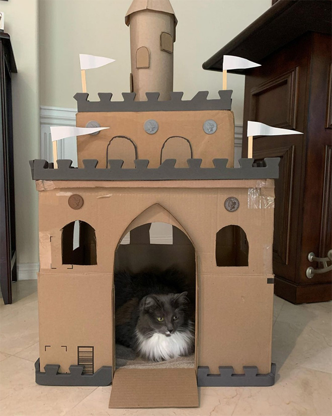 Cardboard cat castle.