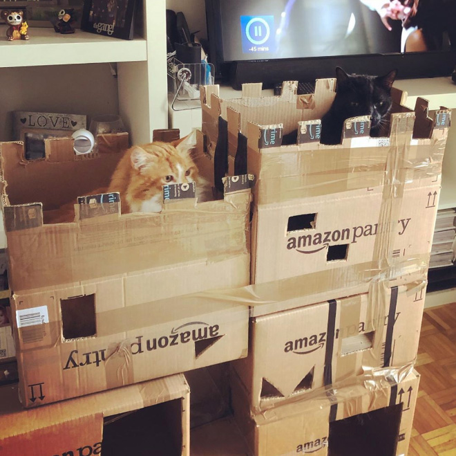 Cardboard cat castle.