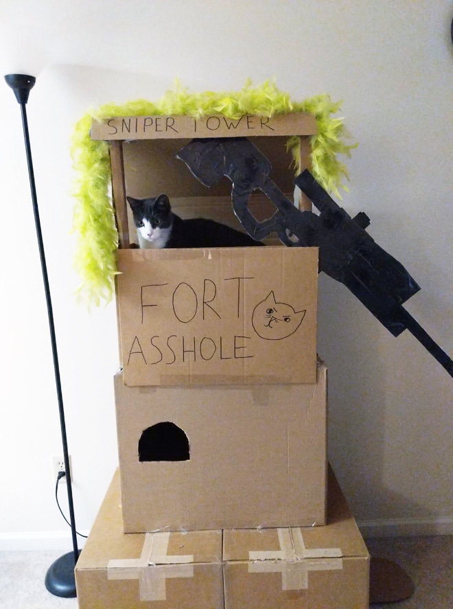 Cardboard cat castle.