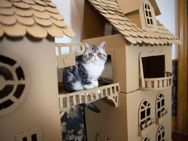 Cardboard cat castle.