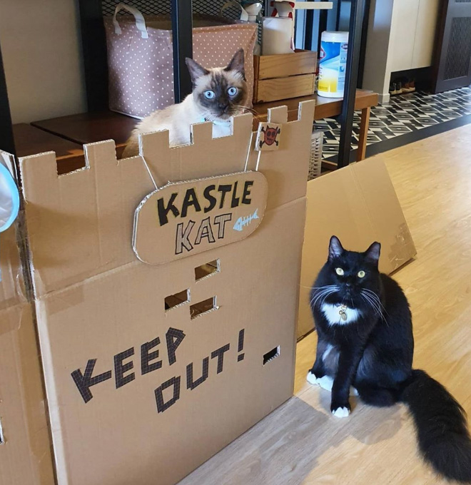 Cardboard cat castle.
