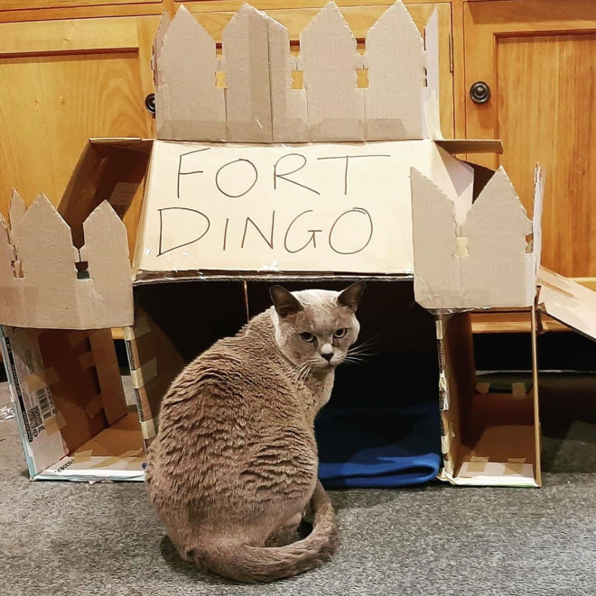 Cardboard cat castle.