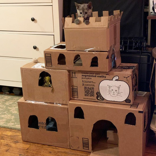 Cardboard cat castle.