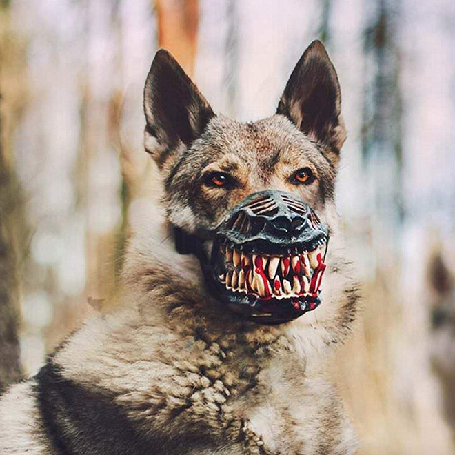 Werewolf dog muzzle.