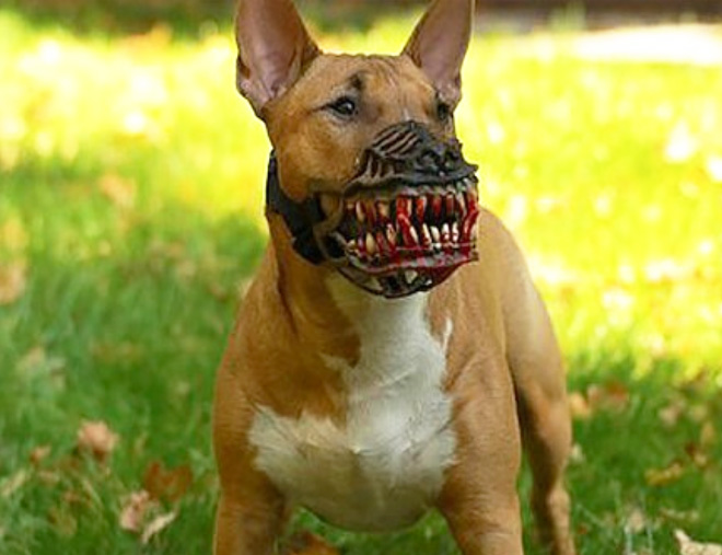 Werewolf dog muzzle.