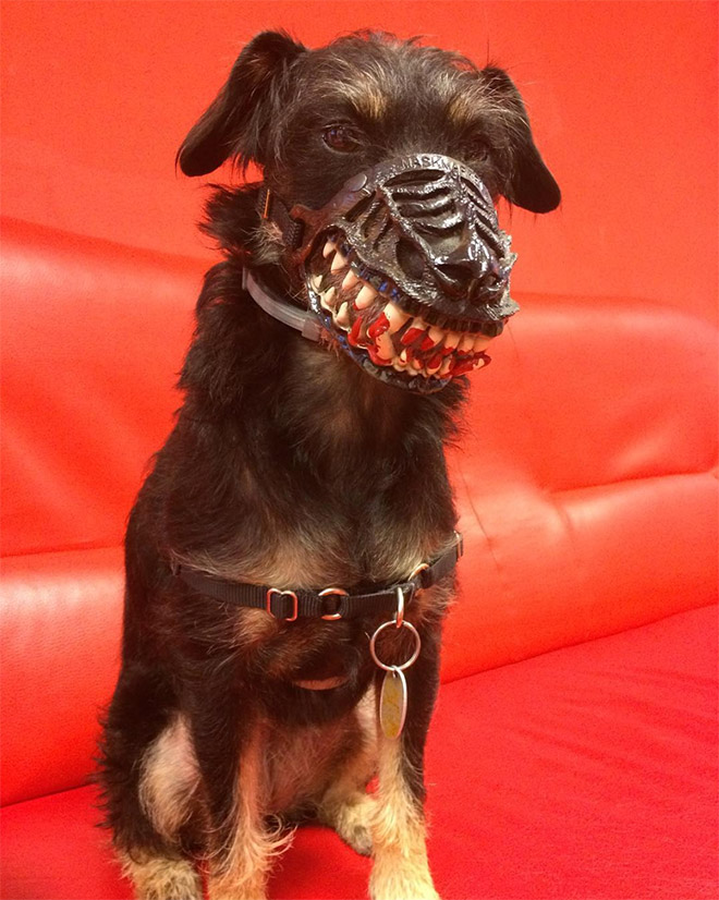 Werewolf dog muzzle.