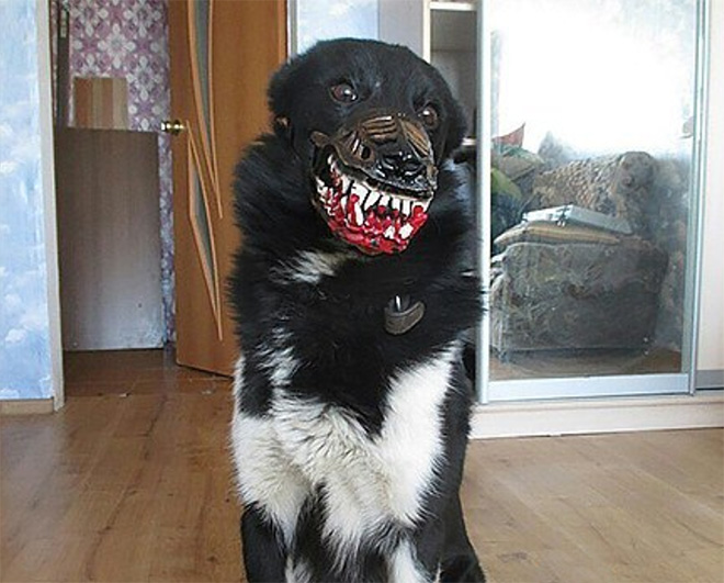 Werewolf dog muzzle.
